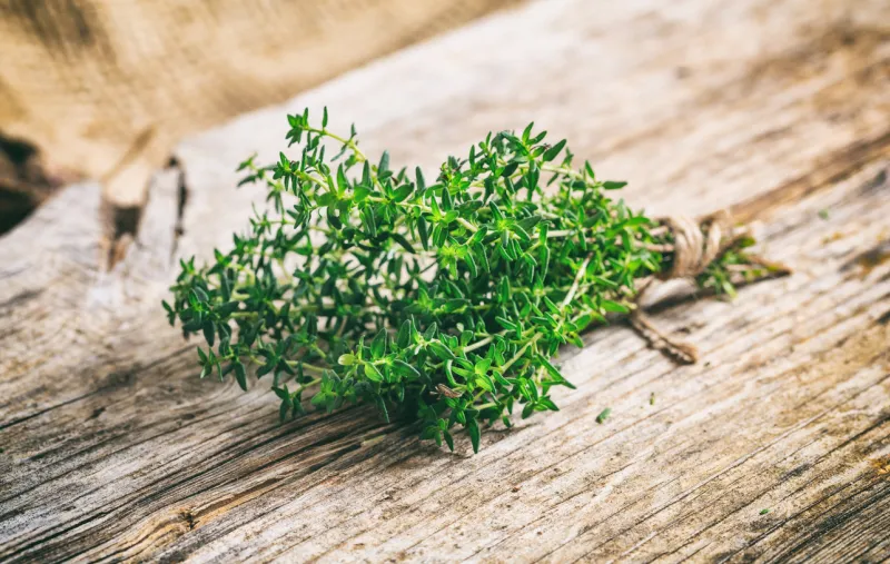 fresh thyme twig on a wooden background