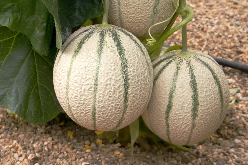 horticultural fruits series