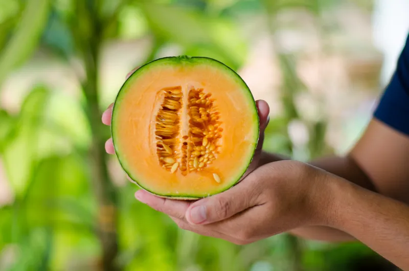 melon on hand