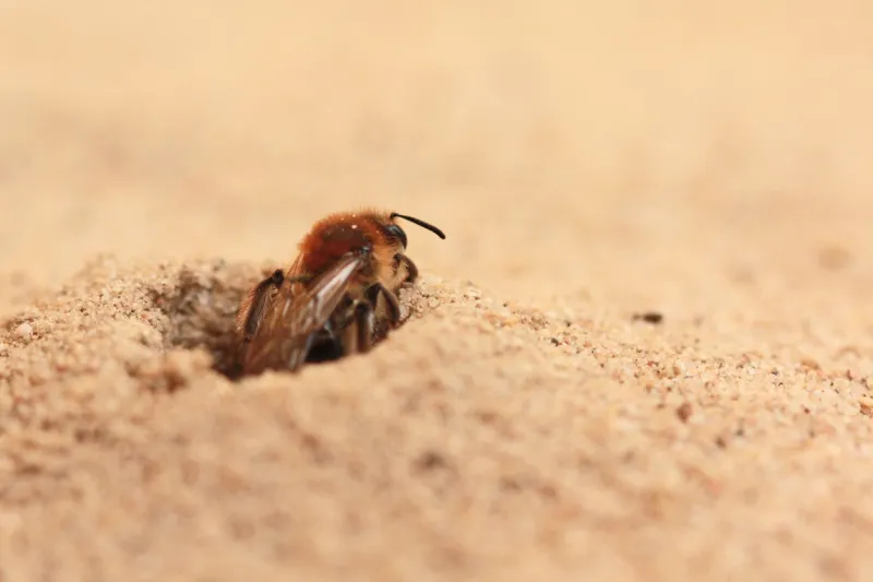 eine bärtige sandbiene (andrena barbilabris) kriecht aus ihrem nest im erdboden