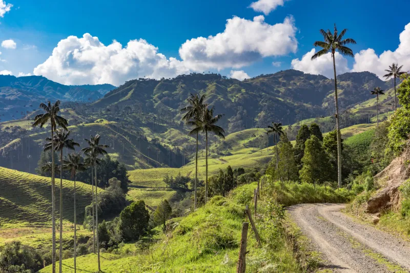 bosque de palma de cera la samaria near san felix near salamina caldas in colombia south america