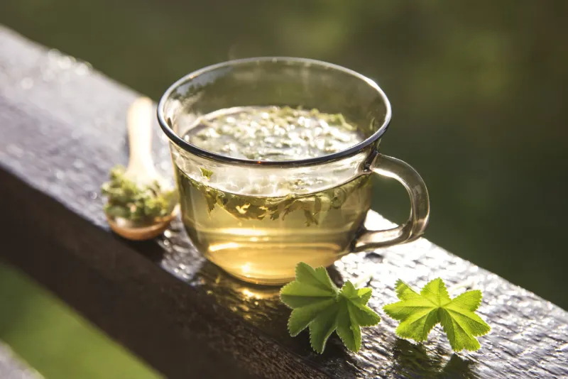 alchemilla vulgaris, common lady's mantle medicinal herbal tea concept composition on natural wooden board with beautiful back light from sunny day in summer