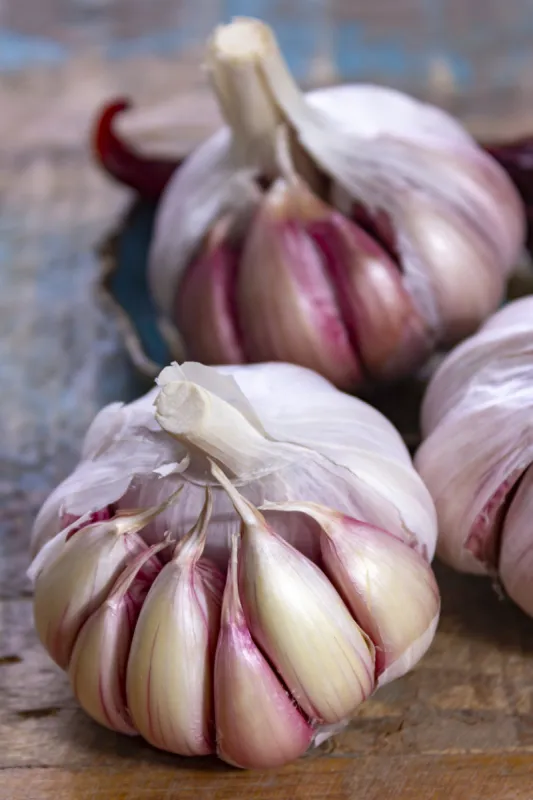 three bulbs of fresh violet french garlic close up ready to eat