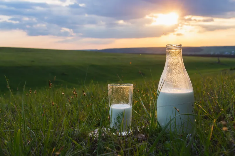 bottle and glass with milk on the grass against a backdrop of picturesque green meadows with flowers at sunset summer day fresh organic food natural energy