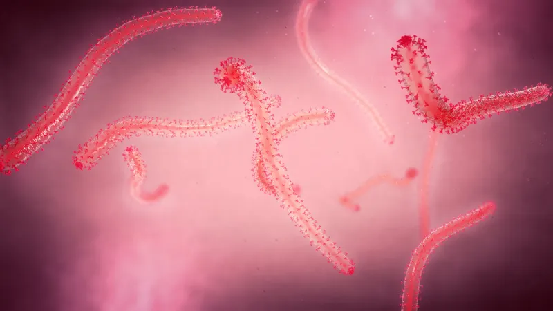 3d illustration of a close-up view of a few twisting ebola fever pathogens