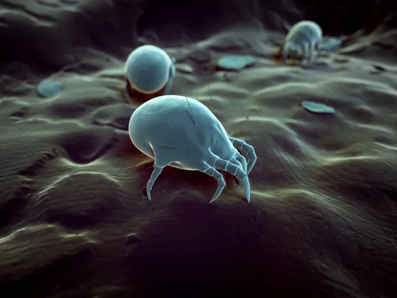 medical 3d illustration - typical dust mite