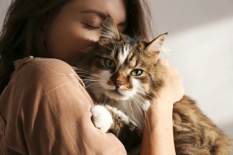 portrait of young woman holding cute siberian cat with green eyes female hugging her cute long hair kitty background, copy space, close up adorable domestic pet concept