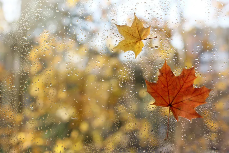 raindrops and fallen maple leaves on the window