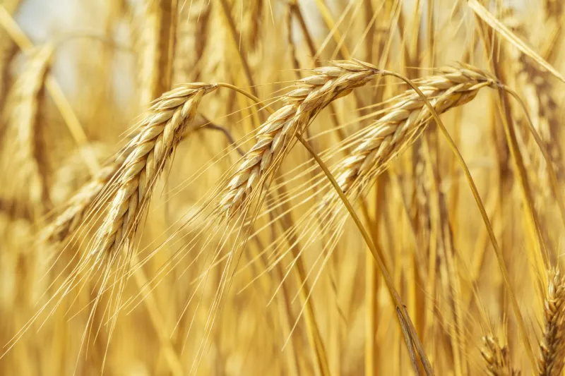 rural landscape - field common wheat (triticum aestivum) in the rays of the summer sun, close-up