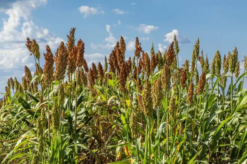 sorghum bicolor is a genus of flowering plants in the grass family poaceae native to australia, with the range of some extending to africa, asia and certain islands in the indian and pacific oceans