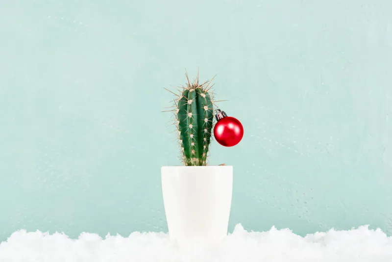 funny cristmas cactus decorated with red christmas ball with snow on the pastel blue background