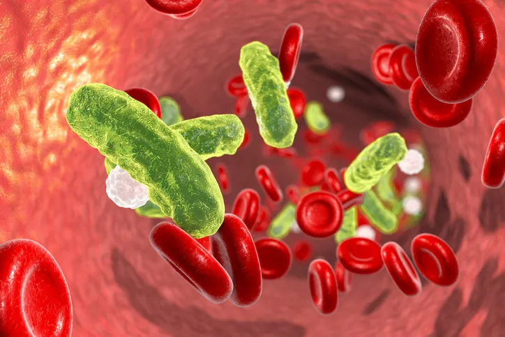 sepsis, bacteria in blood 3d illustration showing rod-shaped bacteria in blood with red blood cells and leukocytes