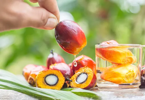 palm oil from the garden is extracted into palm oil products