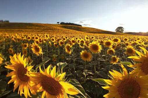 un bel campo di girasoli tutti orientati nella medesima direzione
