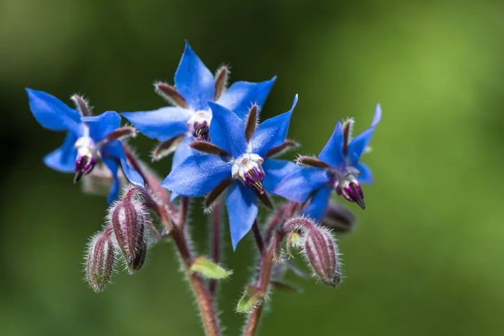 blue borage flowers in the garden (borago officinalis) concept of herbal medicine and healthy eating selective focus