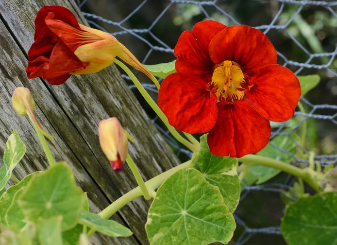 deep red nasturtium flower growing against green leaves on a vine climbing a wire fence
