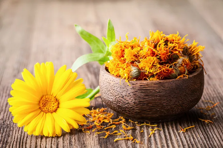 dried and fresh marigold (calendula) flowers in a bowl on wooden rustic background space for text close-up herbal healthy flower tea, alternative medicine