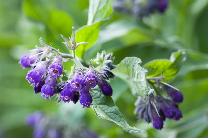 symphytum officianale, comfrey in bloom close up