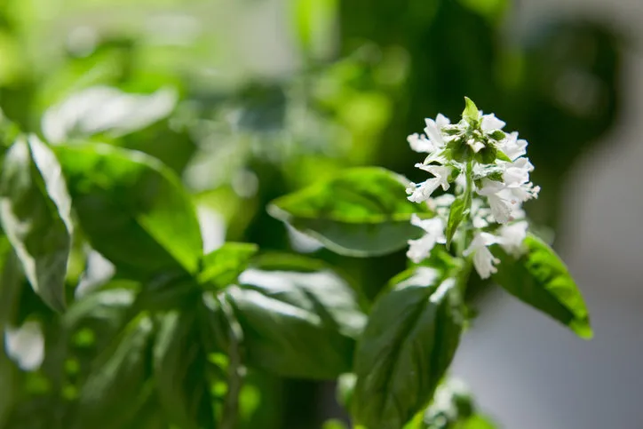 blossom basil, basil leaves with flowers green background with growth basil