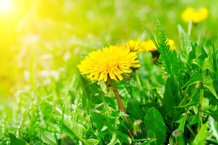 green field with yellow dandelions and sun closeup of yellow spring flowers on the ground