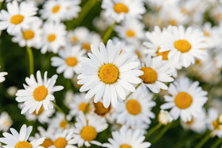 daisies chamomile many flowers with white petals
