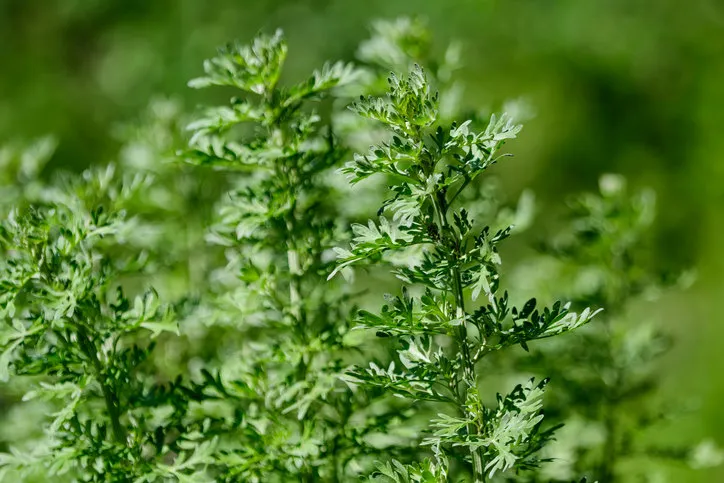 close up of fresh green leaves of artemisia absinthium (wormwood, grand wormwood, absinthe or absinthium), in a garden in a sunny spring day background photographed with soft focus