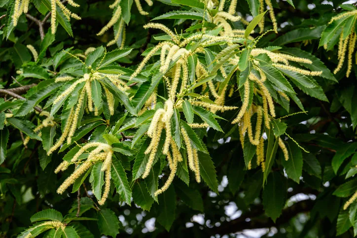 large branches with decorative green flowers and leaves of sweet chestnut tree (latin castanea sativa) in a british garden in a sunny summer day, beautiful outdoor monochrome background