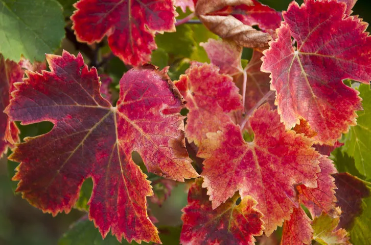 feuilles de vigne en automne aux couleurs dans les rouges