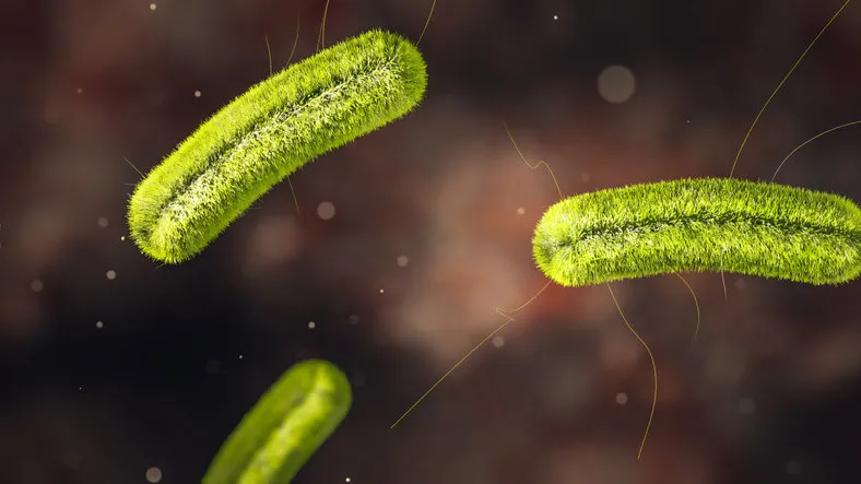 science photo of bacteria listeria infection is a food-borne bacterial illness that can be very serious for pregnant women, people older than 65 and people with weakened immune systems 3d rendering