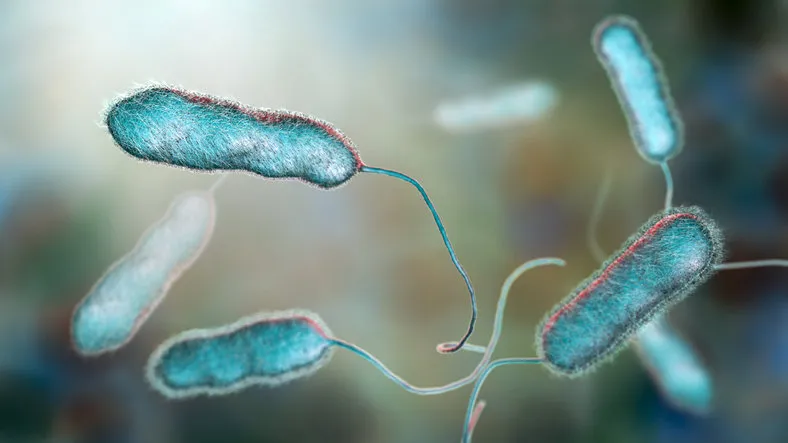 legionella pneumophila bacterium, the causative agent of legionnaire's disease, 3d illustration