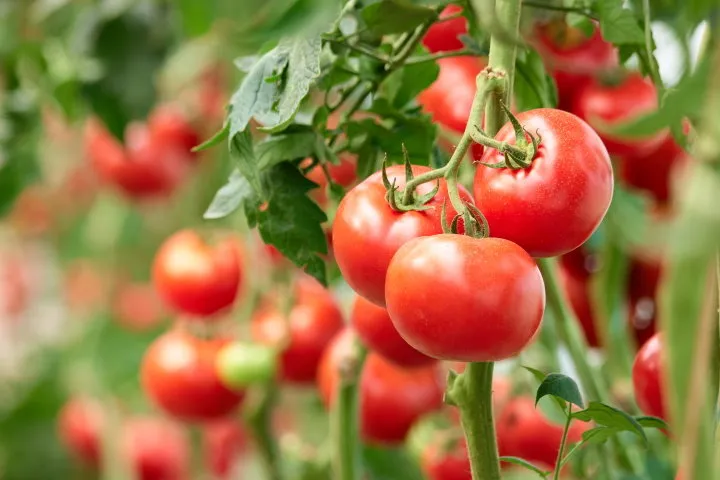three ripe tomatoes on green branch home grown tomato vegetables growing on vine in greenhouse autumn vegetable harvest on organic farm