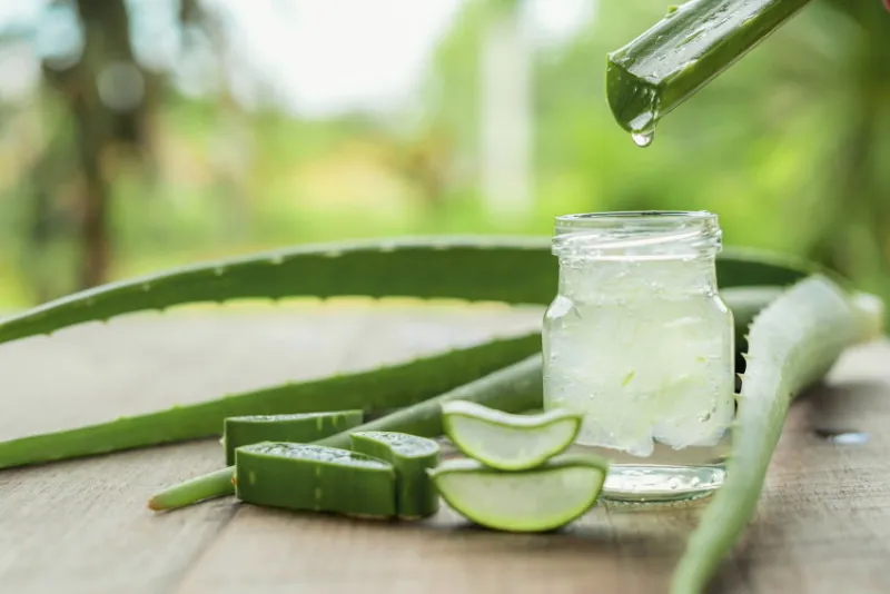 aloe vera very useful herbal medicine for skin treatment and use in spa for skin care herb in nature