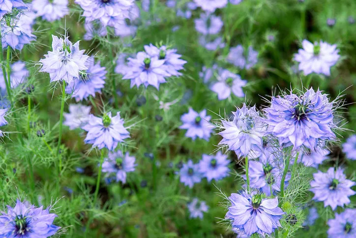 beautiful nature scene with blooming nigella damascena flowers selective focus