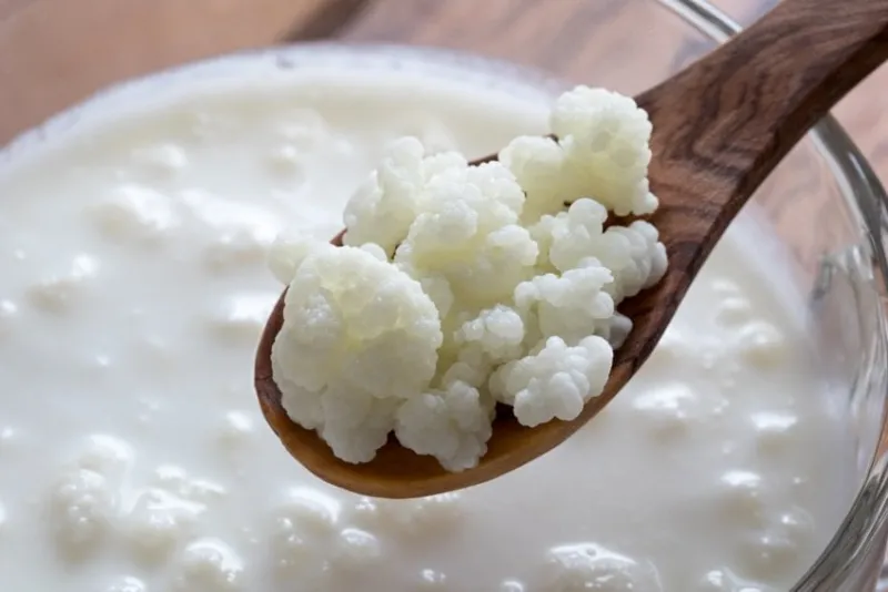 kefir grains on a wooden spoon above a jar of milk kefir