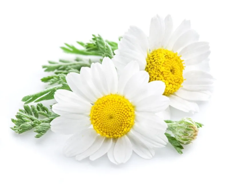 chamomile or camomile flowers isolated on white background
