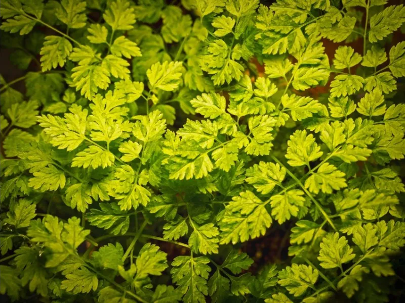 closeup of bright green leaves on a growing chervil plant