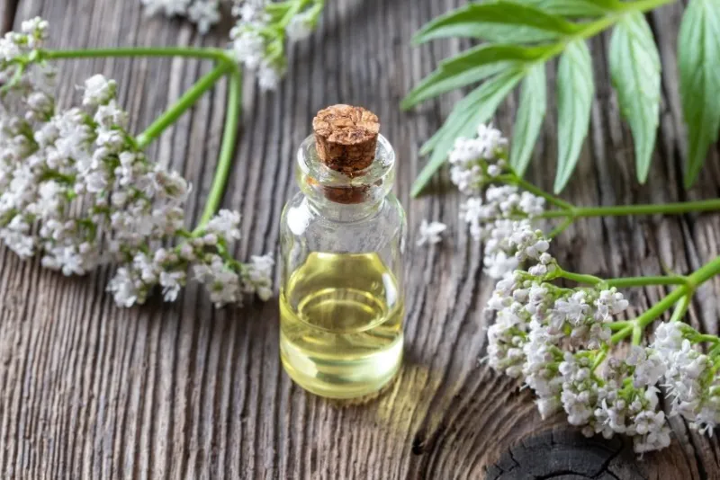 a bottle of essential oil with fresh blooming valerian twigs