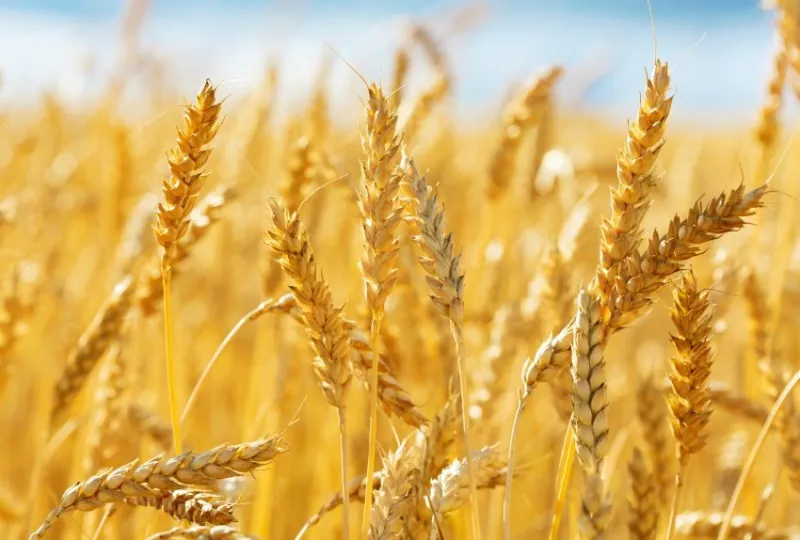 close up of wheat ears, field of wheat in a summer day harvesting period