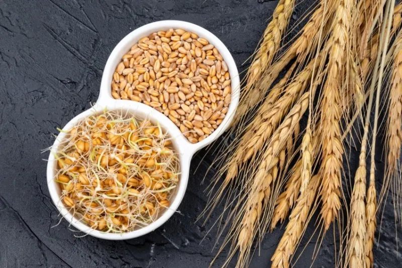 dry and sprouted wheat grains in a white plate on a dark gray background with ears of wheat organic grains good for salads, healthy food close-up