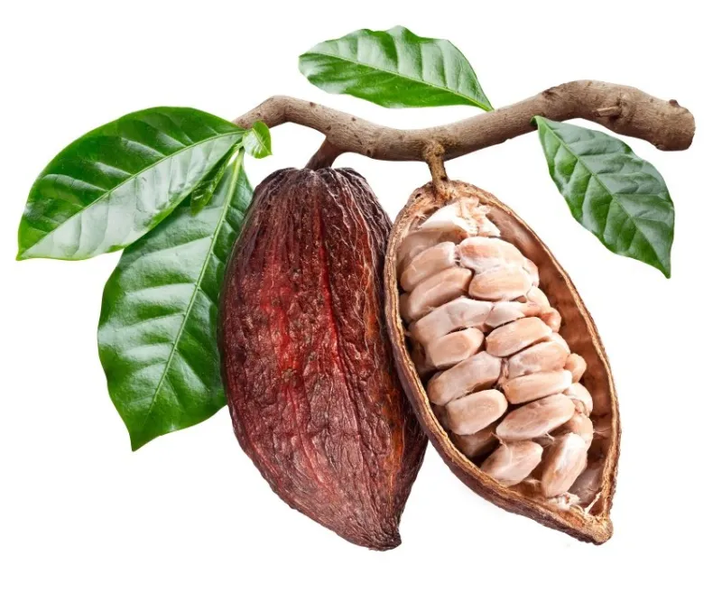 open cocoa pod with cocoa seeds which is hanging from the branch conceptual photo clipping path