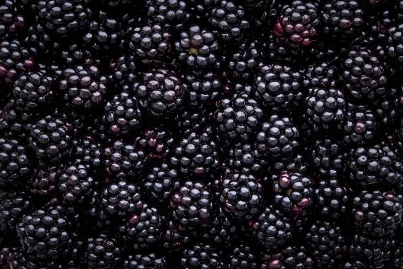 close up of shiny, freshly picked blackberries