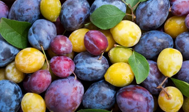 colorful plums with leaves as background, top view