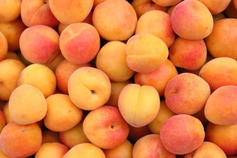 apricots close-up