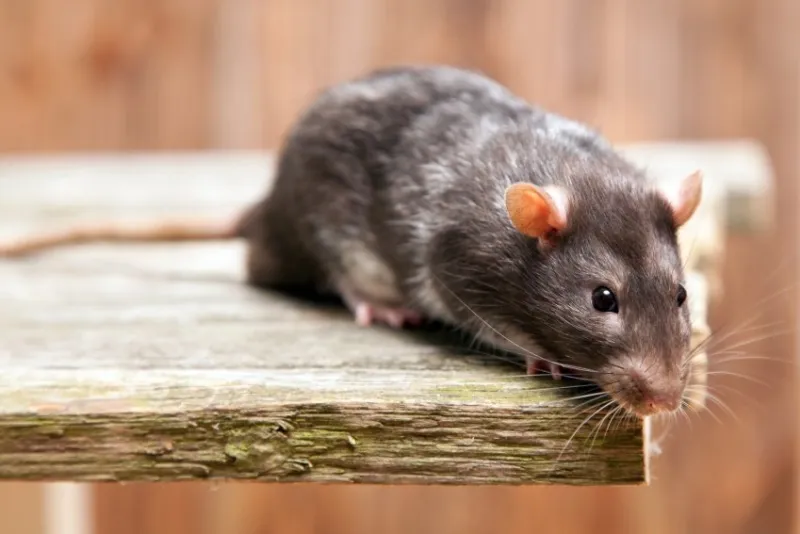 pet rats on a wooden background