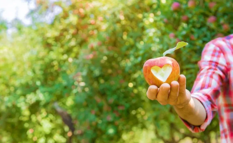 man gardener picks apples in the garden in the garden selective focus nature