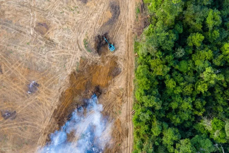 aerial view of deforestation rainforest being removed to make way for palm oil and rubber plantations
