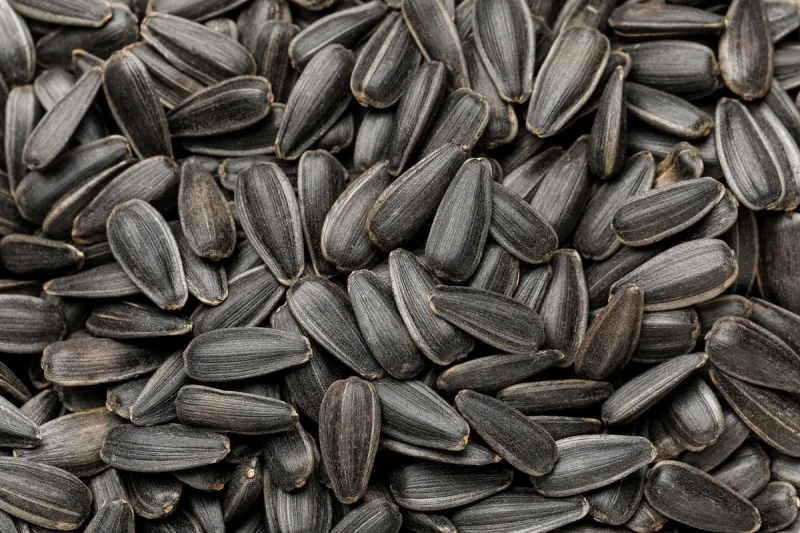 unpeeled sunflower seeds as background