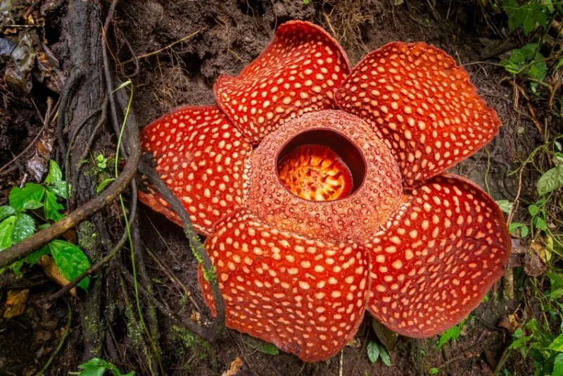 rafflesia, the biggest flower in the world , sumatra, indonesia
