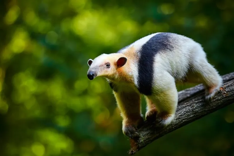 southern tamandua - tamandua tetradactyla in brazil rain forest animal from central america