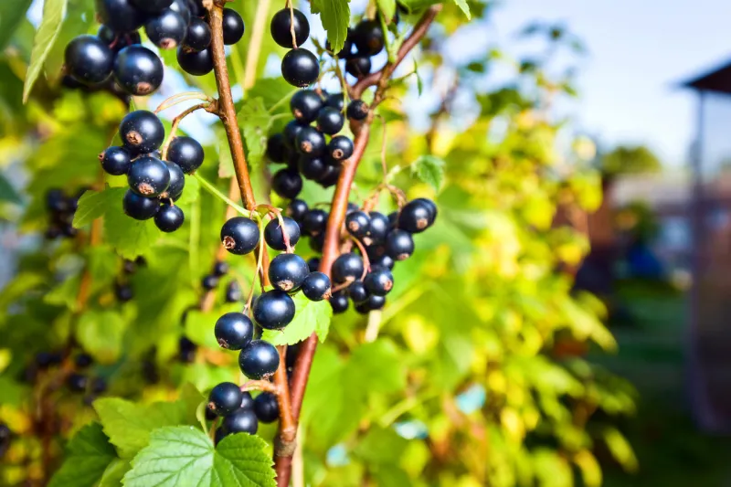 black currant , ripe juicy berries on a branch in garden sunset